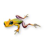 Carlos and Albert Carlos and Albert Large Rainbow Frog